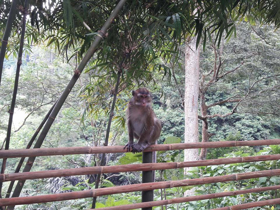 Taman Hutan Raya Ir H Djuanda Bandung Untold Story