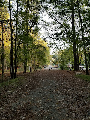 Woods, dog, forest