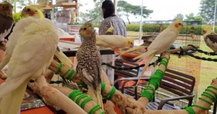 Daftar Harga Burung Kakatua Mini Maluku Macaw Dll Terbaru 2019