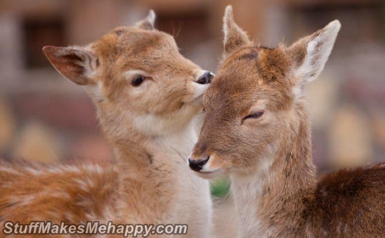 15. Tenderness 15. Tenderness