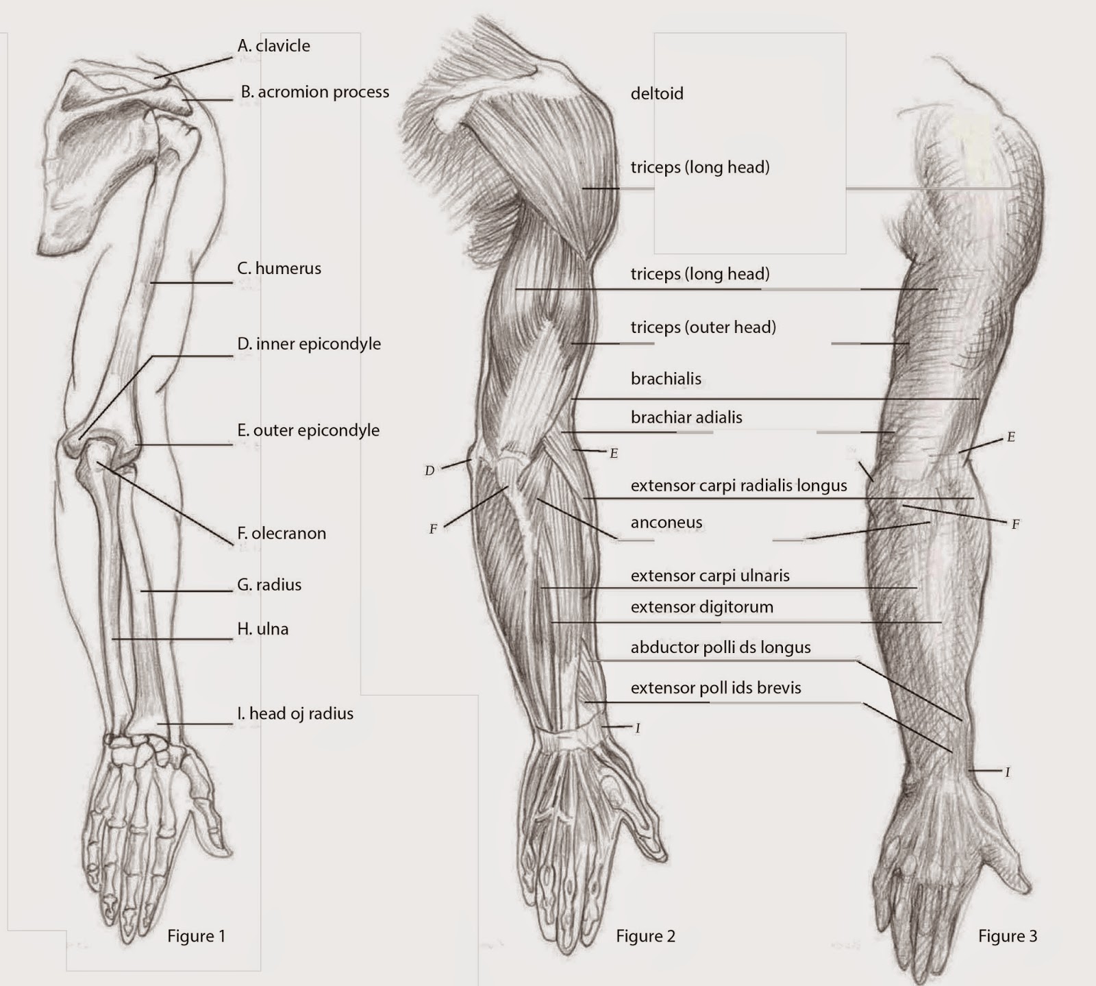 Запястье где находится у человека на руке. Плечо и предплечье у человека анатомия мышцы. Внутреннее строение предплечья. Анатомия руки человека плечо предплечье. Предплечье анатомия строение рисунок.