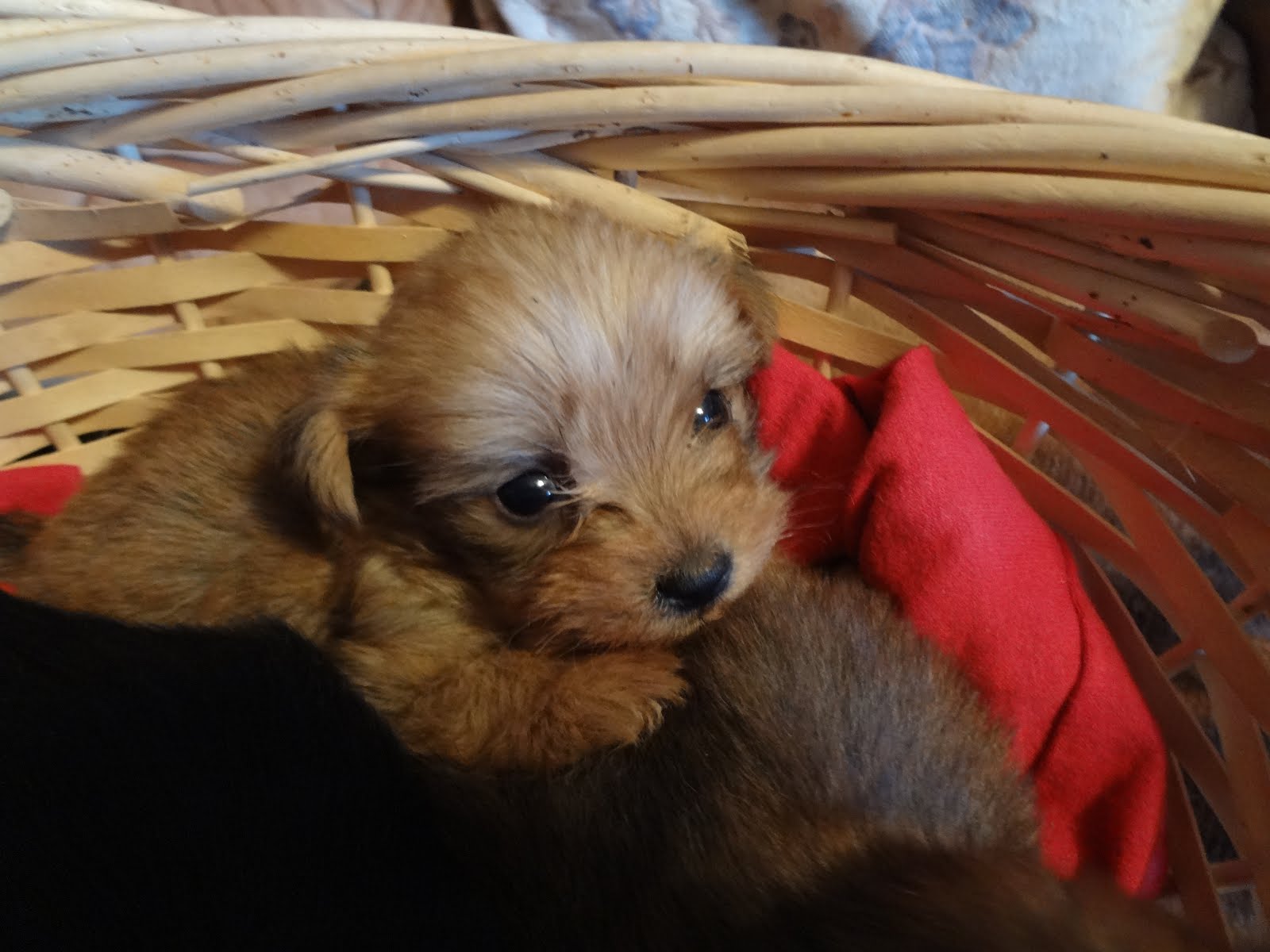 Yorkie-Poo male puppy