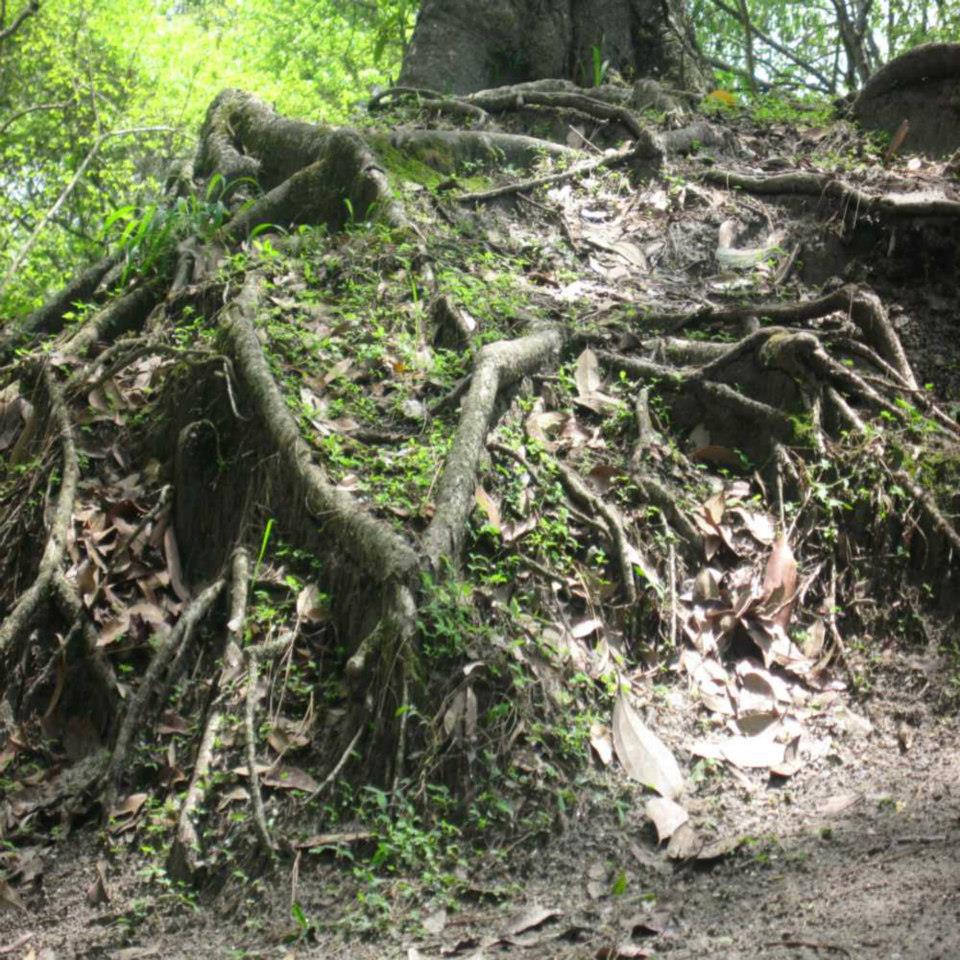 Real Ghost Stories(भूतो की कहानियाँ )Mano Ya Na Mano: Haunted Tree