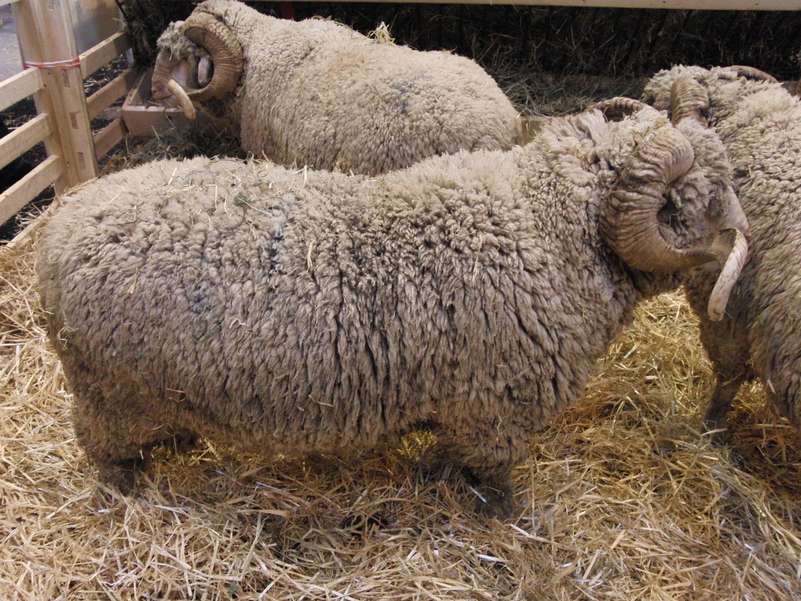 French Vocabulary Illustrated: m?�rinos