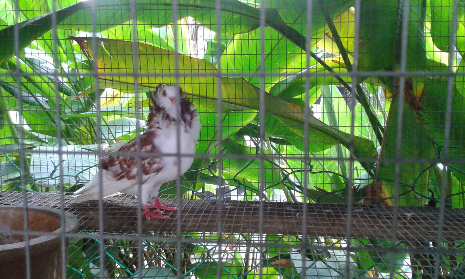 Bungabunga Kehidupan Rabbit Farm Broga