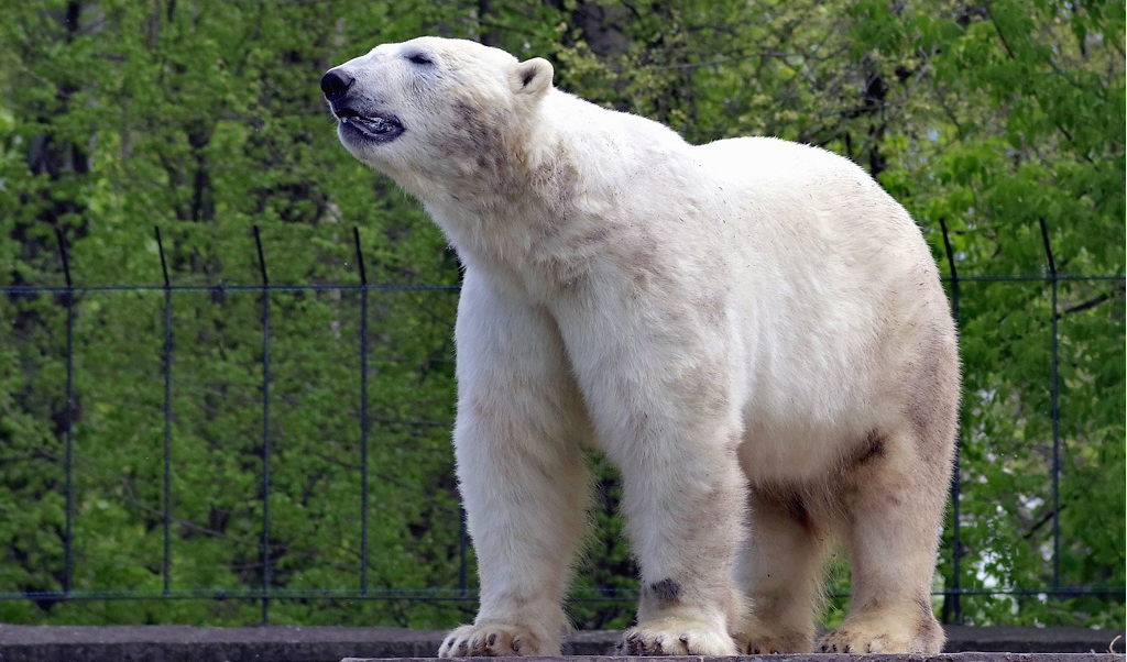 Top 10 Animals With Strongest Bite Force