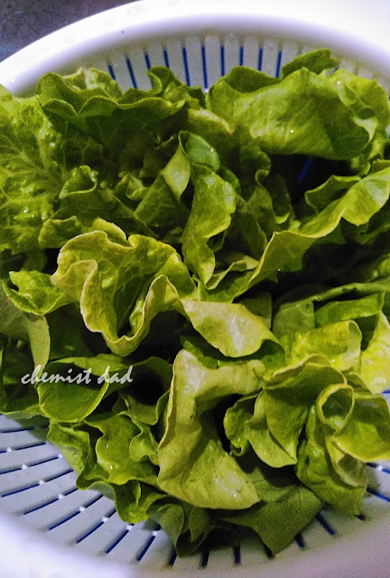 One of the important thing in planting lettuce is water. Keeping the soil moist especially during hot weather is good for the plant. Mulch the soil with sawdust or rice hull will help.