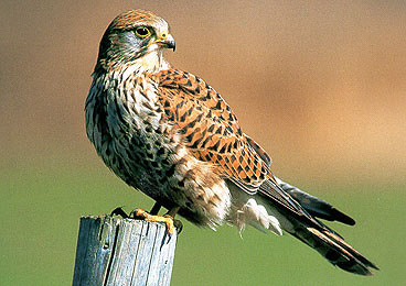 Gli Appennini caratteristiche, ambiente, clima, flora e fauna