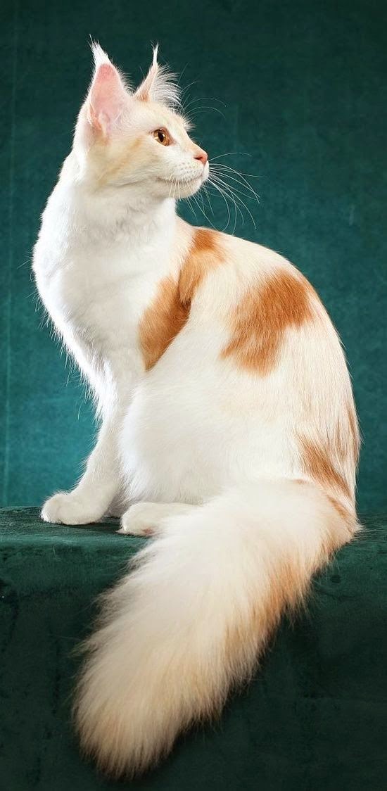 Pet s We Love Top 5 Long Haired Cat Breeds pet-s-we-love-top-5-long-haired-cat-breeds