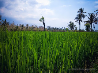 Fresh Green Leaves Scenery Of Paddy Plants In The Sunny Cloudy Day At Ringdikit Village North Bali Indonesia