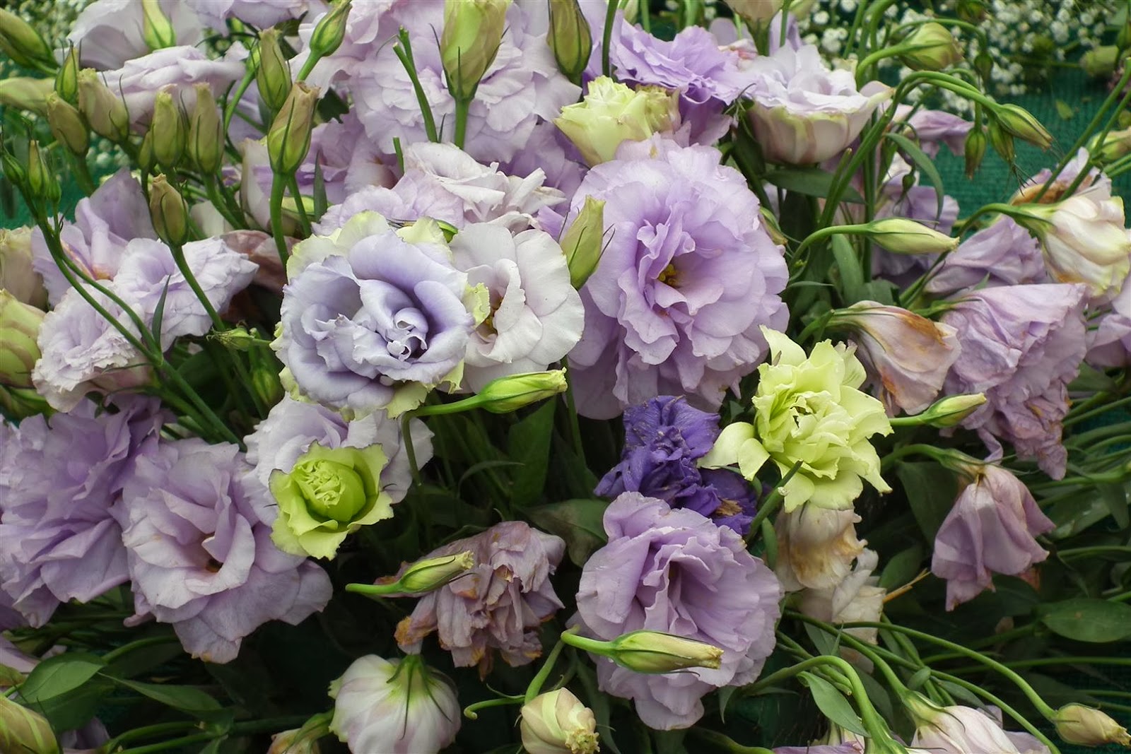 Lisianthus Flowers World