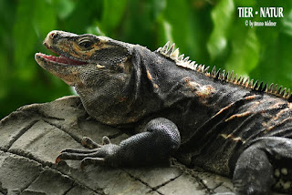 Bruno S Tiere Animals