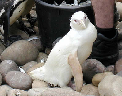 Albino Penguin