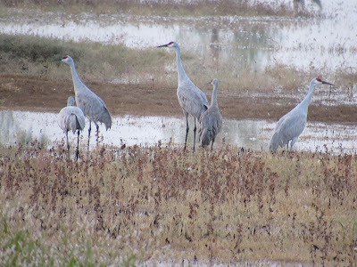 Llano Seco Unit North Central Valley Wildlife Management Area Chico birding