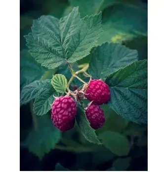 الفاكهة التي تقضي على الكوليسترول - فواكه تساعدك على منع ارتفاع الكوليسترول في الدم الفاكهة التي تقضي على الكوليسترول - فواكه تساعدك على منع ارتفاع الكوليسترول في الدم