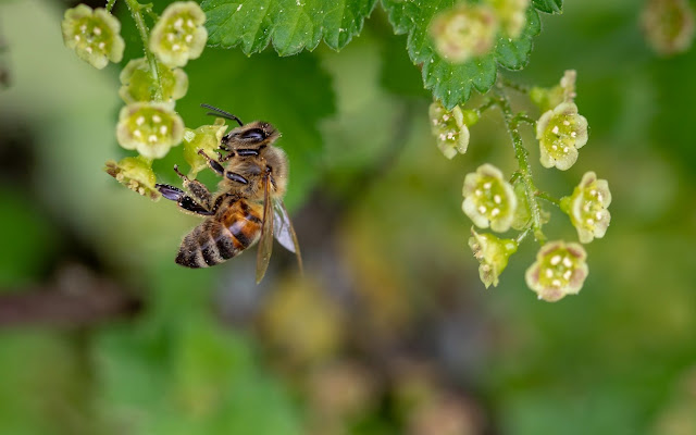 Как рождаются пчелы