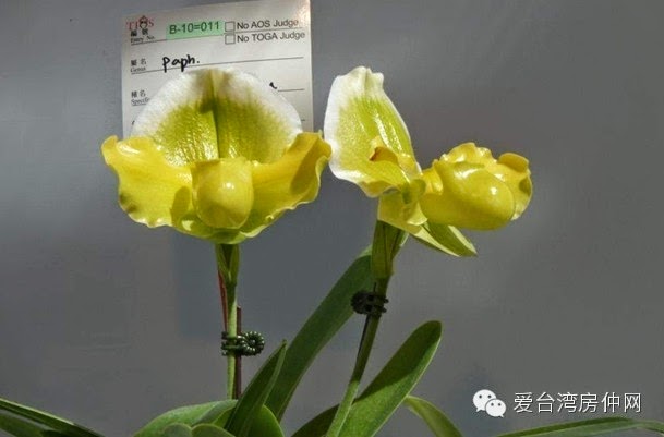Taiwan International Orchid Show Pictures Gallery