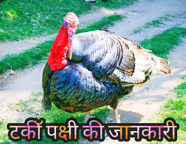 Turkey Bird Information In Hindi