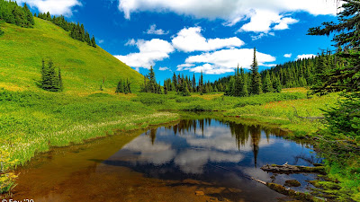 Grass, Landscape, Lake, Meadow, Trees Grass, Landscape, Lake, Meadow, Trees