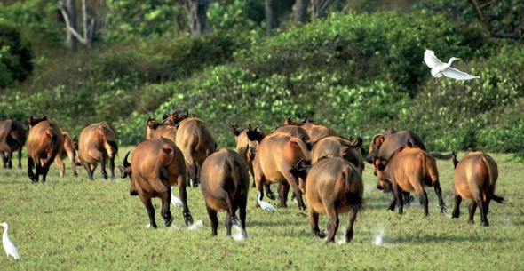 Gabon%2Bparc3 Gabon%2Bparc3