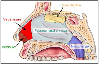 Asthme Allergique ¦ Mémoire de fin d étude - PFE ¦ NAHLI & ATIF