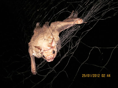 Wrinkle-faced bat Nicaragua