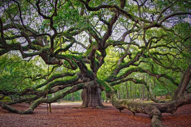 Les arbres magiques : le chêne  Angel-oak