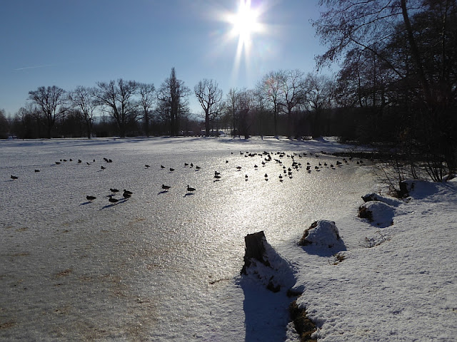 Naturwunder Wintertag am Olbersdorfer See...