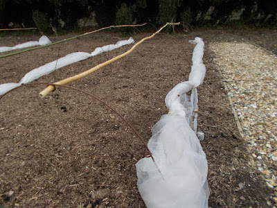 Frost protection Garden problems solved Kingston Lacy Green Fingered Blog