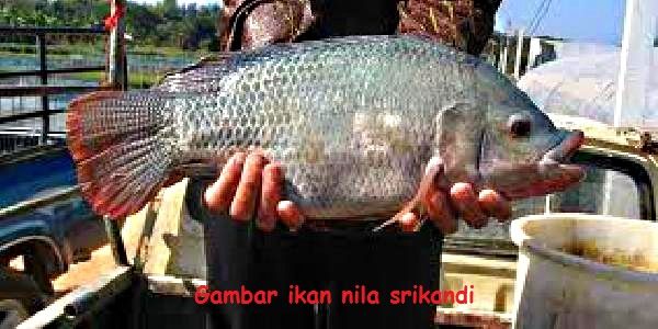 Jenis Ikan Nila - ikan nila srikandi