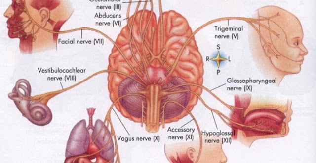 Kelebihan Menakjubkan Panca Indra Manusia yang Tertera Dalam Al Qur`an