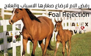 رفض الام لارضاع المولود في الحصان - foal rejection .
