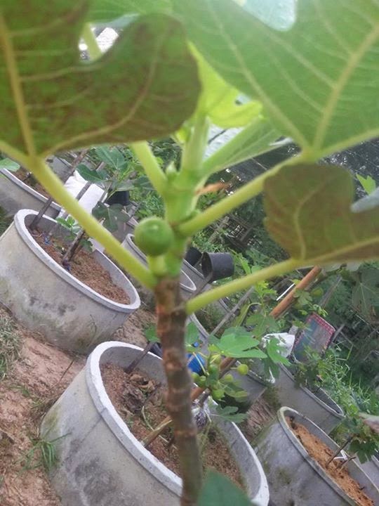 Figs Photo Collection Around the World Figs Dalmatie Japan