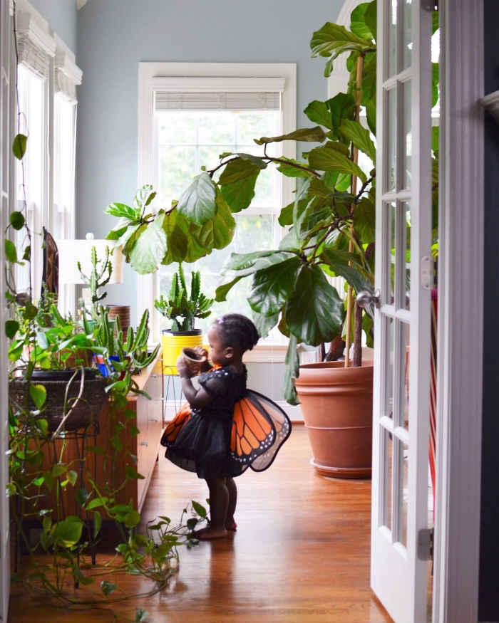 5 Easy to Care for Plants With Plant Care Tips- designaddictmom 5 Easy to Care for Plants With Plant Care Tips- designaddictmom