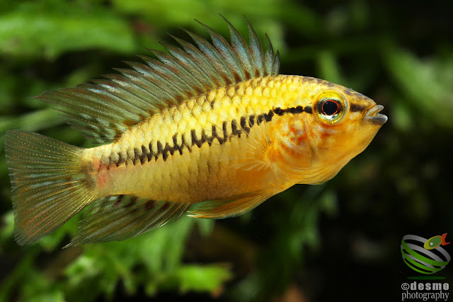 Apistogramma cf. sp. pacman