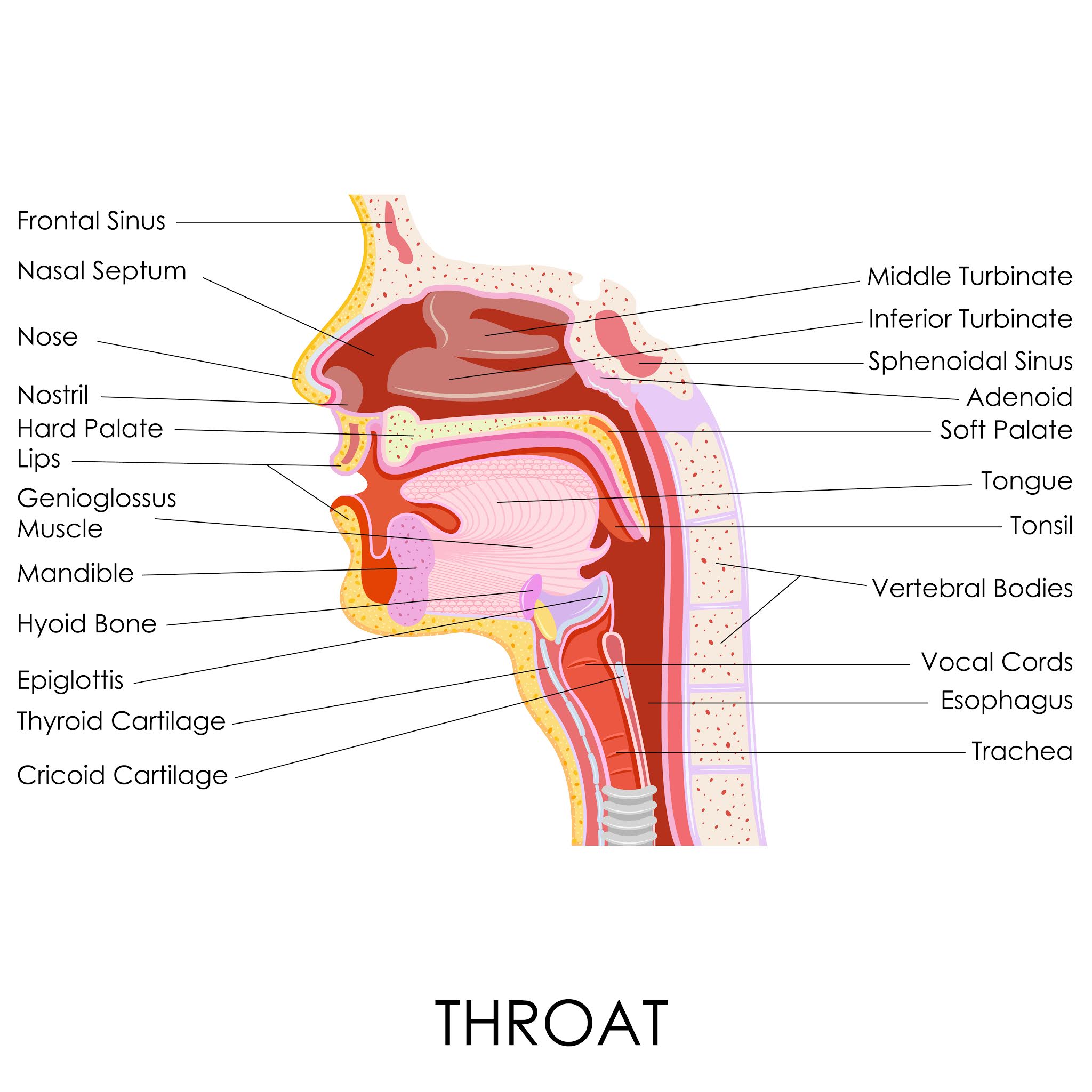 Strange but True Facts about the Human Body | MooMooMath and Science