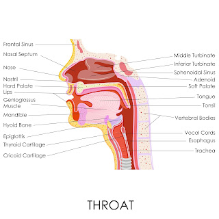 epiglottis