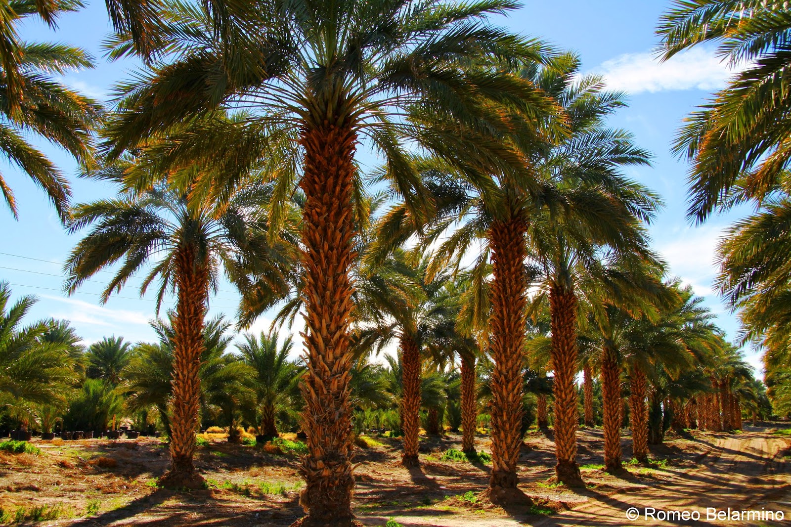 A Date with Yuma’s Agritourism Travel the World