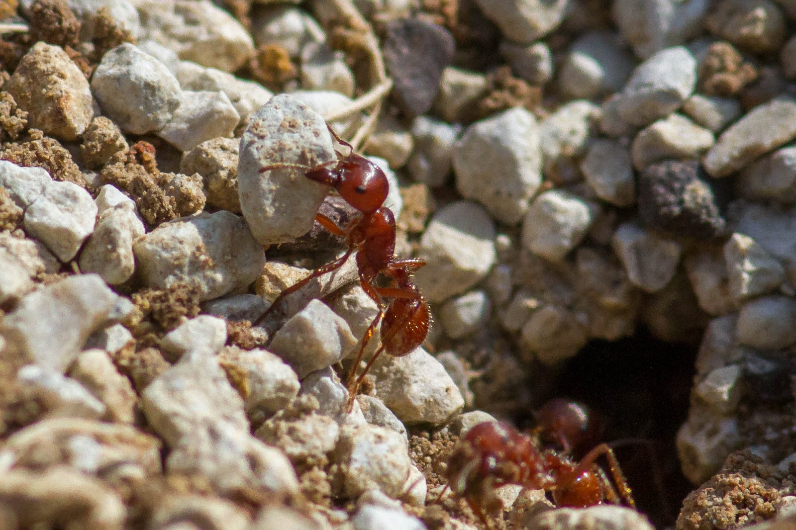 Friends of Hagerman National Wildlife Refuge Red Harvester Ants