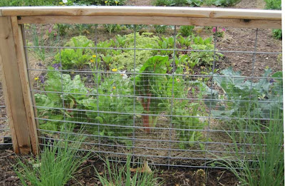 Close up of the fence, showing the cedar posts and top rails and galvanized wire grid below