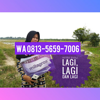 Harga Eceran Milagros Sidoarjo, Krembung | Wangkal