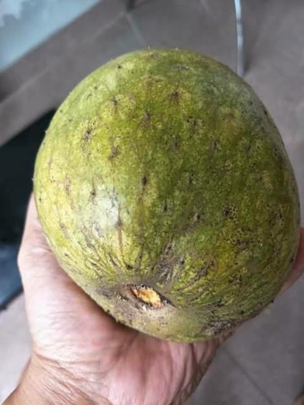 bibit tanaman buah sirsak kuning Jayapura