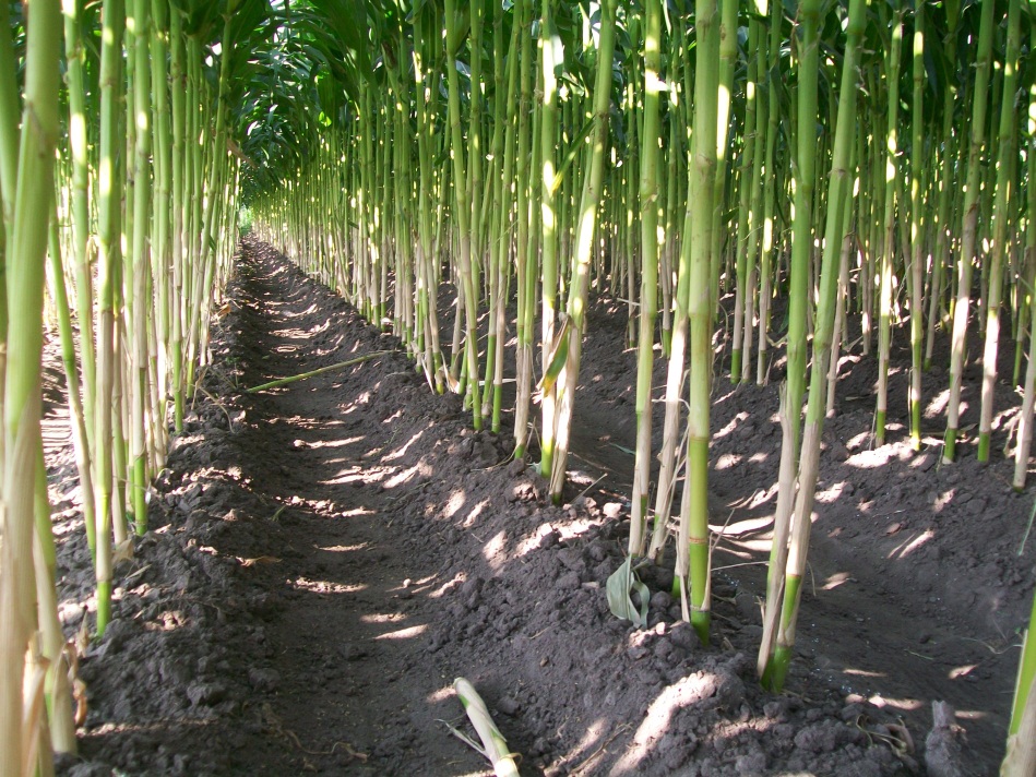 HERBISIDA UNTUK TANAMAN JAGUNG Pertanian