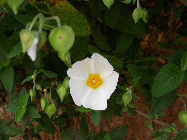 Cistus salviifolius Cistus salviifolius