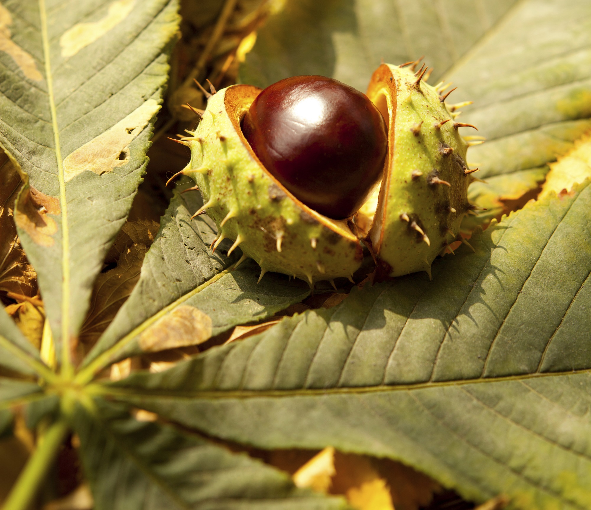 Comment reconnaitre un marronnier