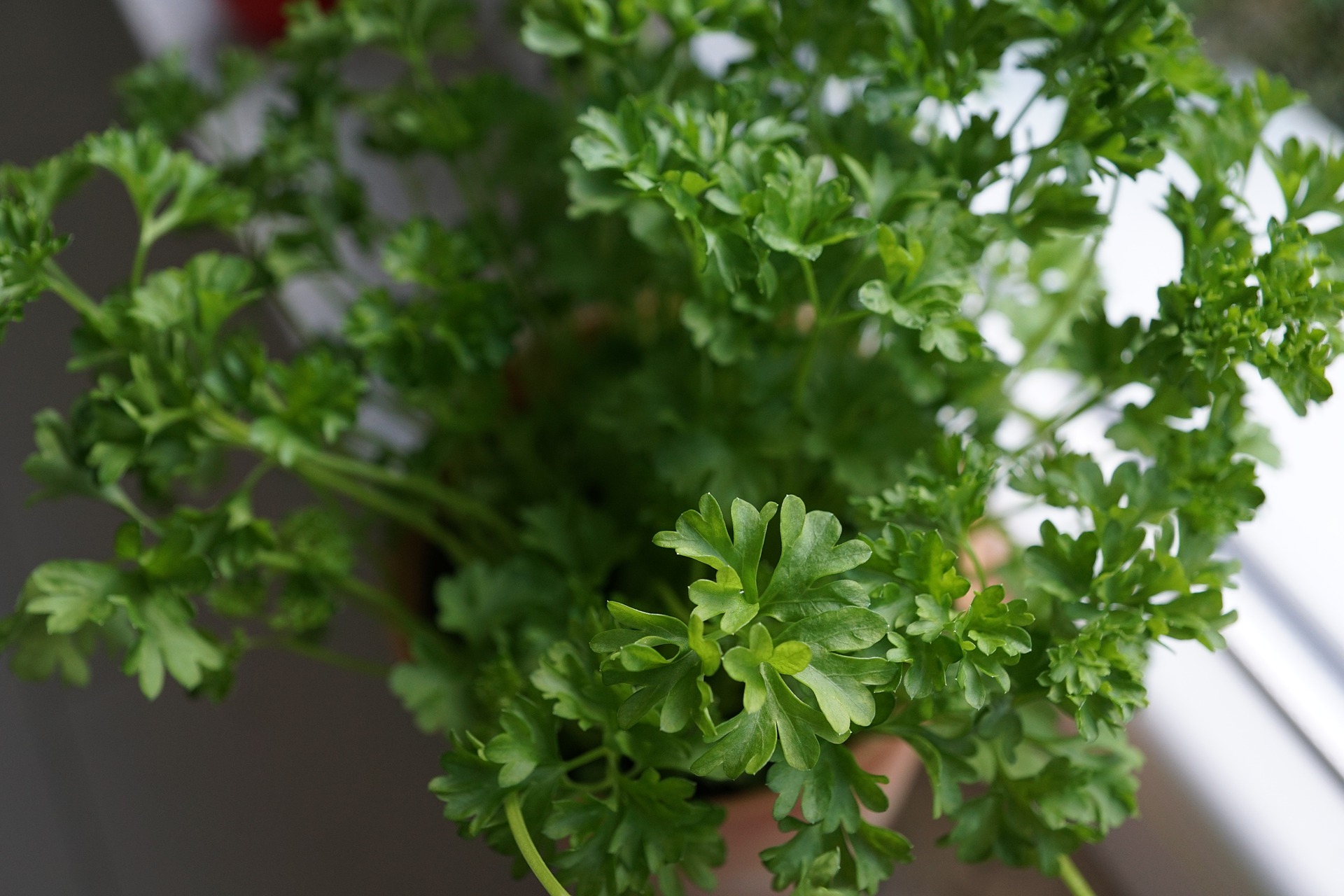 Pam's Backyard Chickens How to Grow Parsley from Seed