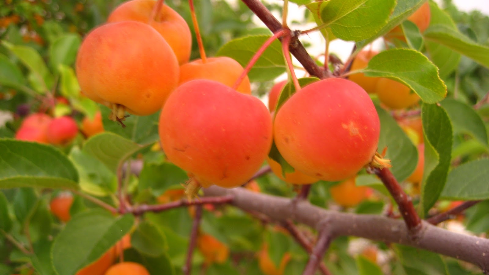 { my 365 happiness project } Crab Apples