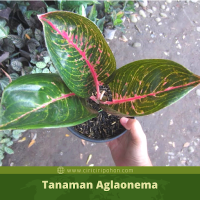 Ciri Ciri Pohon Tanaman Aglaonema