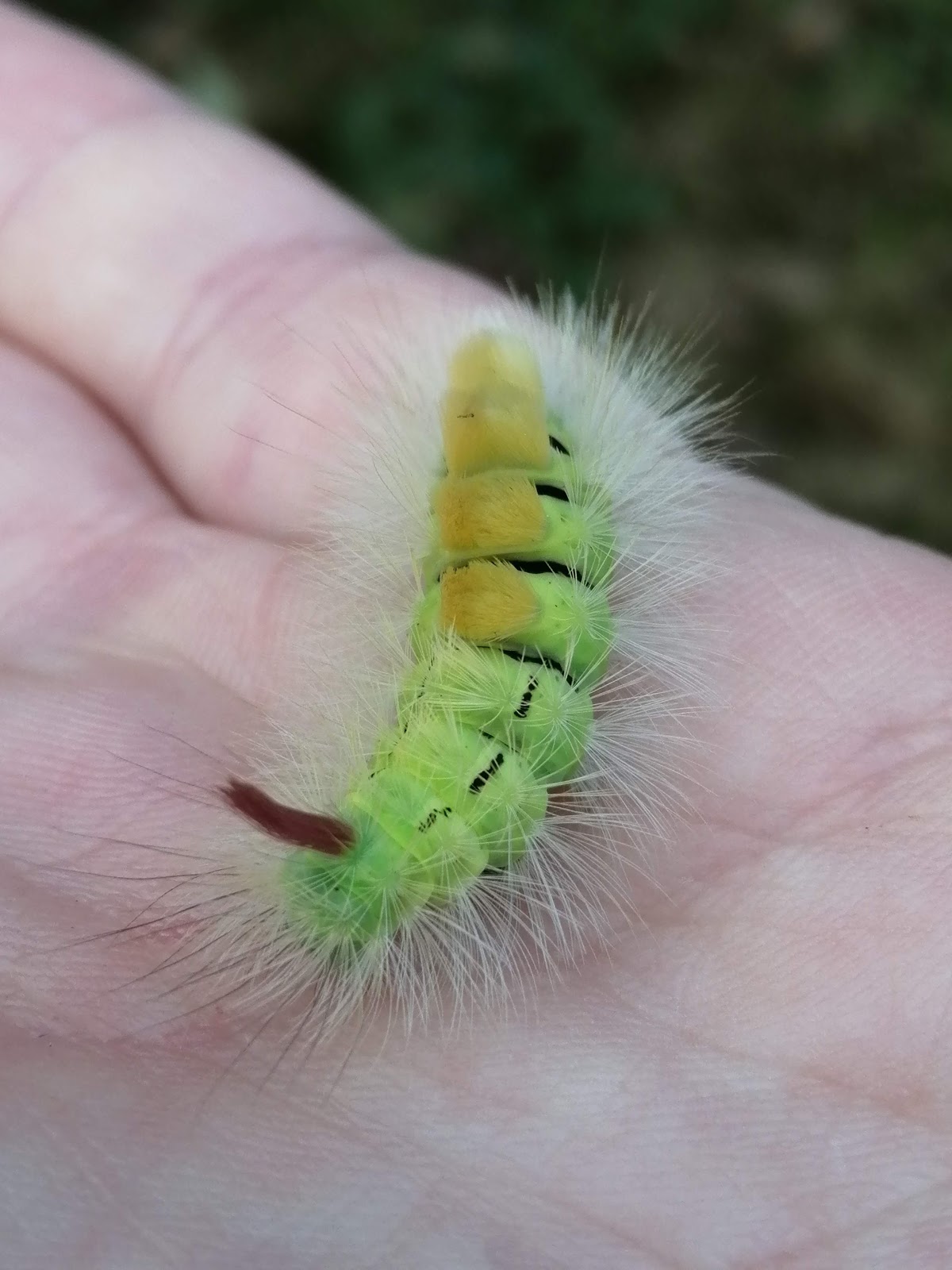 Pale Tussock Moth Caterpillar Halifax Scientific Society