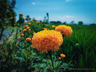 Beautiful Fresh Marigold Flower Blooming On The Edge Of The Rice Field At The Village North Bali Indonesia